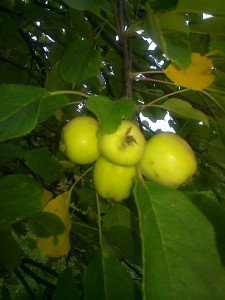 Malus Hyvingiensis